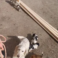 توله سگ پاکوتاه|سگ|شفت, |دیوار