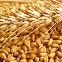 گندم کلکتور و کلزا هیولا 50 بذری