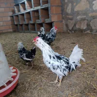 فروش  خروس گلین  چهل تاج