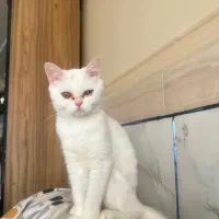 واگذار گربه