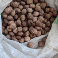 گردو|خوردنی و آشامیدنی|مشهد, شفا|دیوار