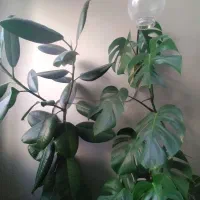 گل برگ انجیری،‌ فیکوس، بگونیا، کراسولا، قاشقی|گل و گیاه طبیعی|شیراز, حافظیه|دیوار