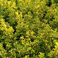 فروش شمشاد طلایی ونعنایی تعداد 1500عددموجوده