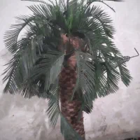 نخل تزیین