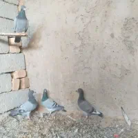 کبوتر