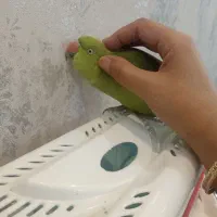 طوطی ملنگو ماده یکساله دستی اجتماعی