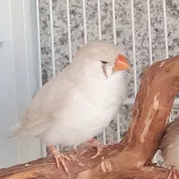 فنچ جفت مولد اروپایی کینگ بلک برست|پرنده|تهران, جنت‌آباد مرکزی|دیوار