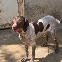 توله دنبلانی