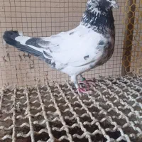 کبوتر تهرونی ساعت سنگین