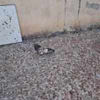 پرنده کله ای ارتشی ....|پرنده|ایذه, |دیوار