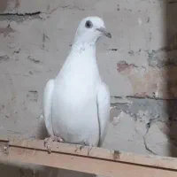 کبوتر پتی وآله