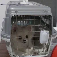 پامر سفید ماده|سگ|پرند, فاز ۲|دیوار