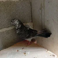 یه جوفت سرخ ویه کفتر دیگه سه تاش 750تومن|پرنده|شهریار, اصیل آباد|دیوار