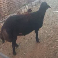 قوچ‌ قره قزل