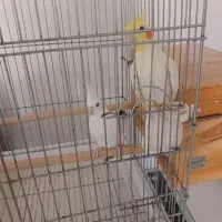 جفت عروس هلندی