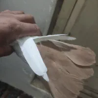 دم زرد کرمونی کاکولی دم سرخ|پرنده|تربت‌حیدریه, حسنی بالا|دیوار