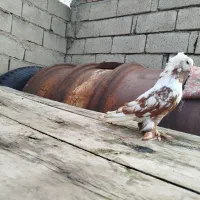 چیتی گوچک  نر