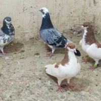 کبوتر|پرنده|شیراز, باجگاه|دیوار