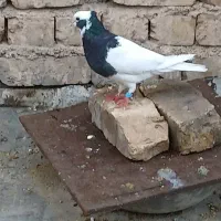 کبوتر چپ وطوقی ماده