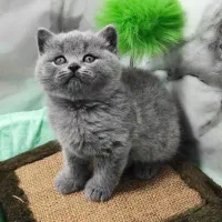 بچه گربه بریتیش بلو ۲ ماهه