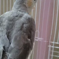 عروس هلندی نر اهلی