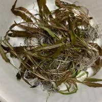 گیاه اکفاریوم