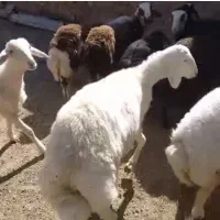 میش-بره قوچ-قزل افشار