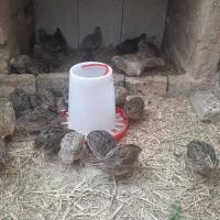 فروش بلدرچین ۴۳ دونه