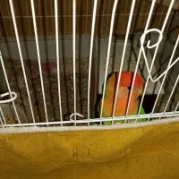 کوتوله|پرنده|اصفهان, کوی امام|دیوار