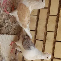 کبوتر نقش وپرشی
