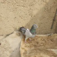 کفتر اصفهانی سبز