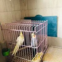 عروس هلندی|پرنده|اصفهان, دشتستان|دیوار