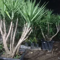 گل یوکا|گل و گیاه طبیعی|چابکسر, |دیوار