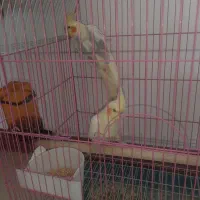 عروس.عروس هلندی