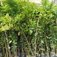 نهال میوه|گل و گیاه طبیعی|رشت, بلوار گیلان|دیوار