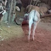 خر ماده