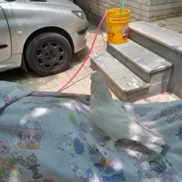 کبوتر سفید کاکولی پاپر|پرنده|اصفهان, فروردین|دیوار
