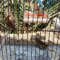 قناری نر ماده|پرنده|آبپخش, |دیوار