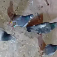 کبوتر