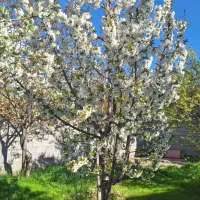 باغ سنگستان.با برق و آب. دنج و با صفا امنیت بالا