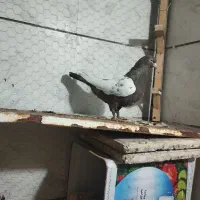 نرو ماده سینه|پرنده|تربت جام, پاسداران|دیوار