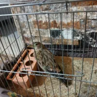 قناری طبیعت نر|پرنده|قزوین, |دیوار