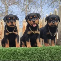 فروش تخصصی روتوایلر سلامت تضمینی و ارسال