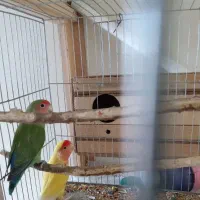 یک جفت طوطی برزیلی مولد|پرنده|بهار, |دیوار