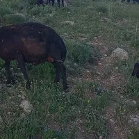 چوپانی