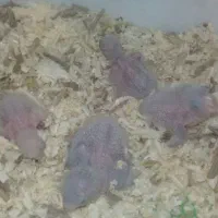 جوجه راهب بلو اسکای.اوپلاین.معمولی