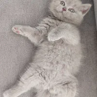 گربه بریتیش