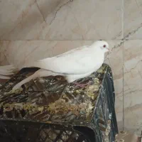 کبوتر خانگی|پرنده|خاش, |دیوار