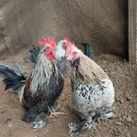 سه عدد خروس مینیاتوری|حیوانات مزرعه|خسروشاه, |دیوار