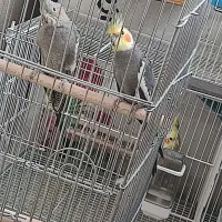 عروس هلندی مولد سینامون